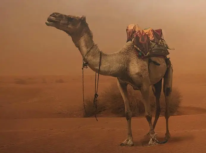 The Missing Camel