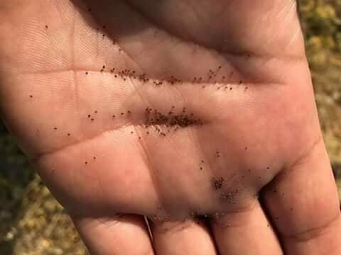 The Size Of Mustard Seed Of Faith