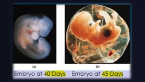 Hadith On Embryo