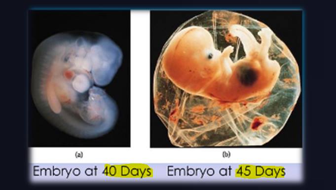 Hadith On Embryo