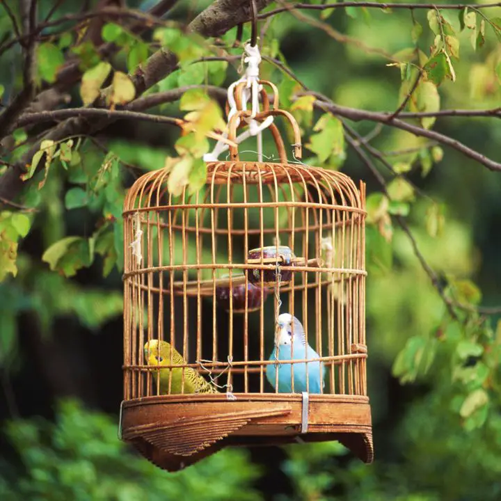 Keeping Birds In Cages