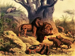 Lion’s Defending Their Catch