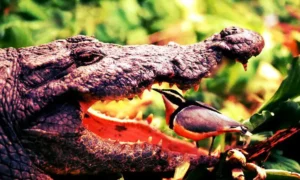 Don’t Worry About Sustenance