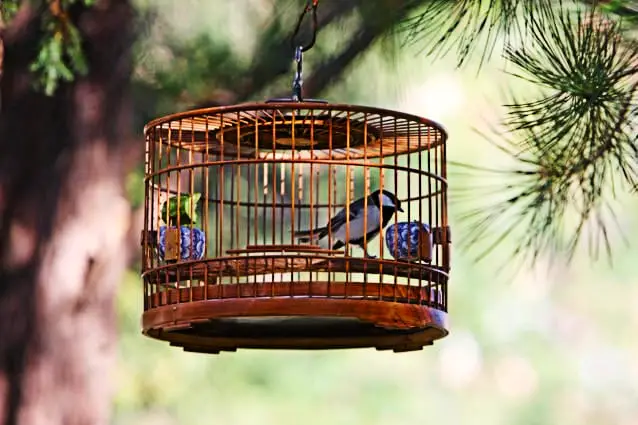 Why People Lock Up Birds