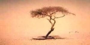 A Tree Is Known By Its Fruit